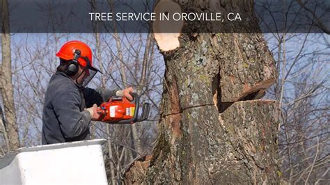 tree service oroville ca
